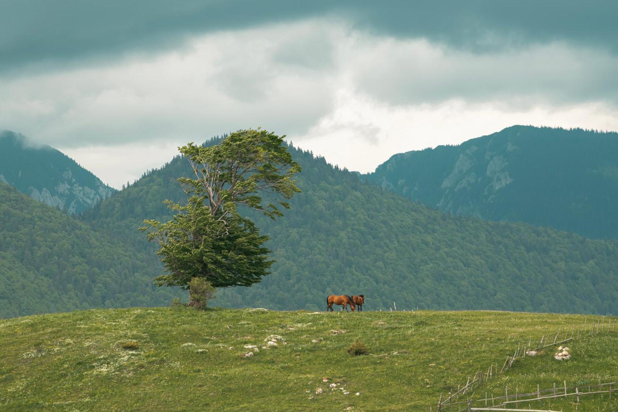 The Barn Βίλα Şirnea Εξωτερικό φωτογραφία